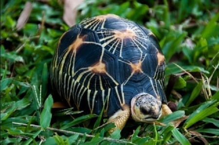 radiated tortoise for sale