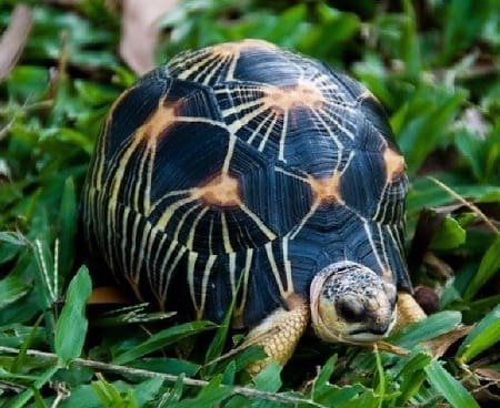 radiated tortoise for sale