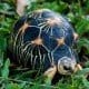 radiated tortoise for sale