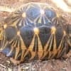 radiated tortoise for sale