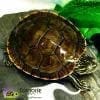 Western Painted turtle