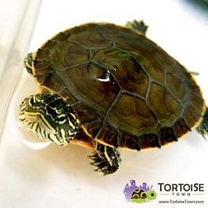 Western painted turtle