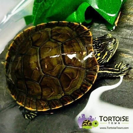 Painted turtles for sale | tortoise for sale | baby turtles for sale ...