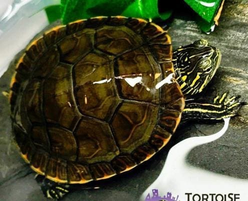 Western painted turtles for sale