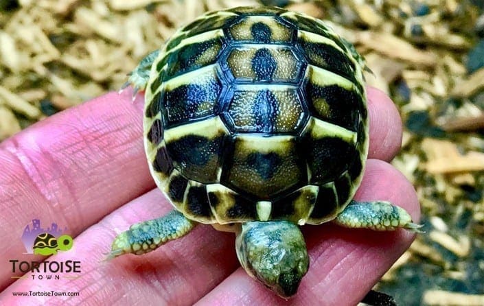 western hermann’s tortoise western hermann's tortoise
