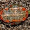 western painted turtle