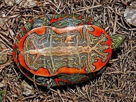 western painted turtle