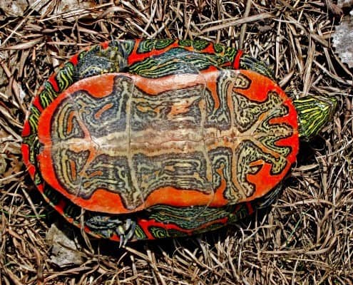 western painted turtle