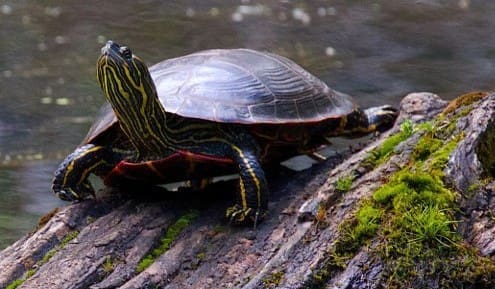 western painted turtle for sale