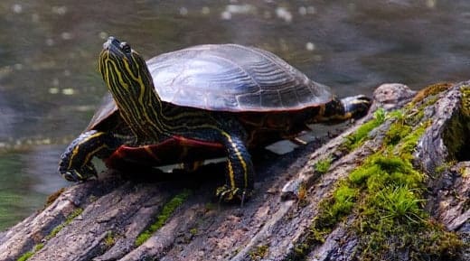 western painted turtle for sale