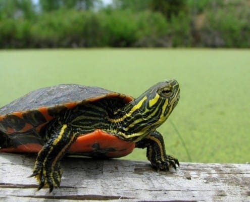 western painted turtles for sale