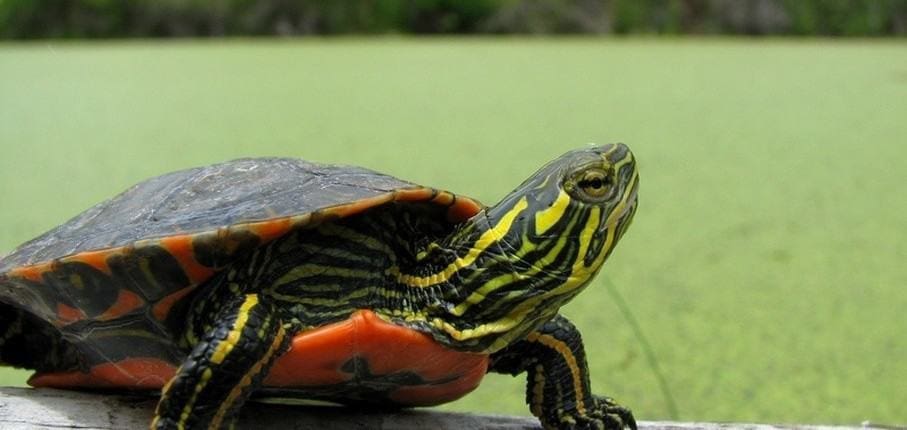 western painted turtles for sale