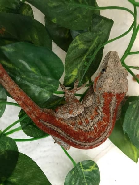 red gargoyle gecko for sale