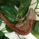 red gargoyle gecko for sale