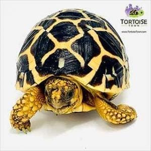 Indian Star tortoise