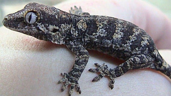 Chinese Cave Gecko for sale online | Baby Chinese Cave Geckos for sale