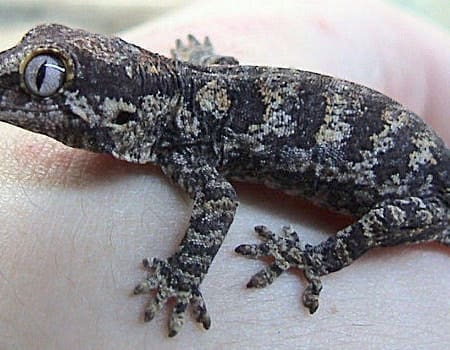 reticulated gargoyle gecko for sale