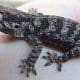 reticulated gargoyle gecko for sale