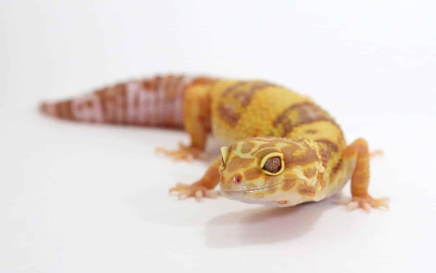Aptor leopard gecko for sale online baby aptor leopard geckos for sale ...