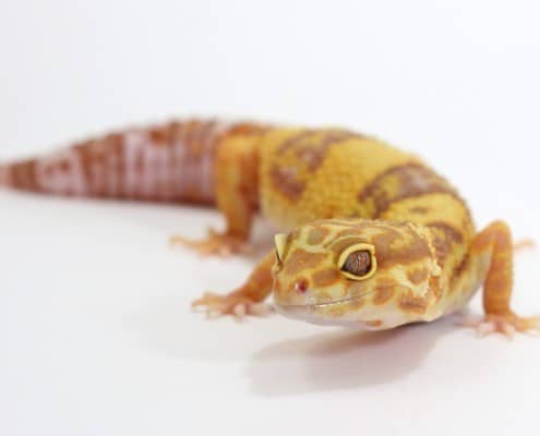 albino leopard gecko for sale