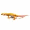 hypomelanistic leopard gecko for sale