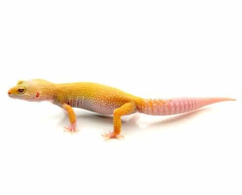 hypomelanistic leopard gecko for sale