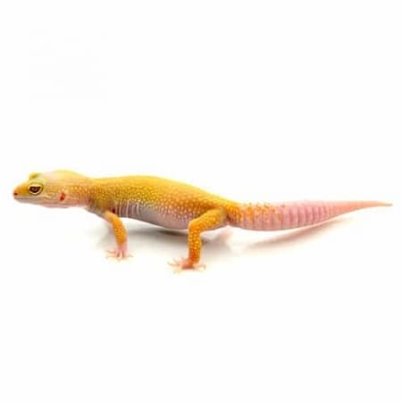 albino leucisitic leopard geckos for sale