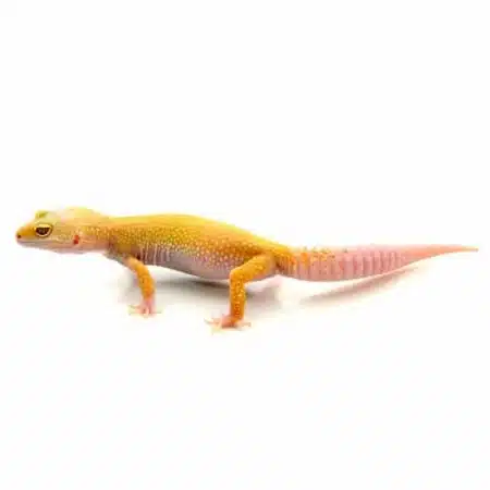 albino leucisitic leopard geckos for sale