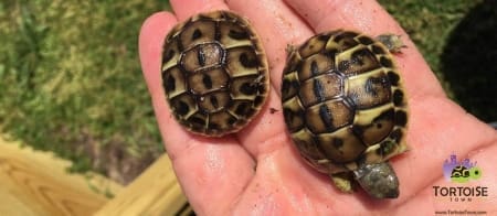 apulia western hermann's tortoise