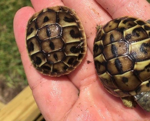 apulia western hermann's tortoise