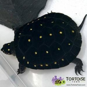 baby spotted turtle