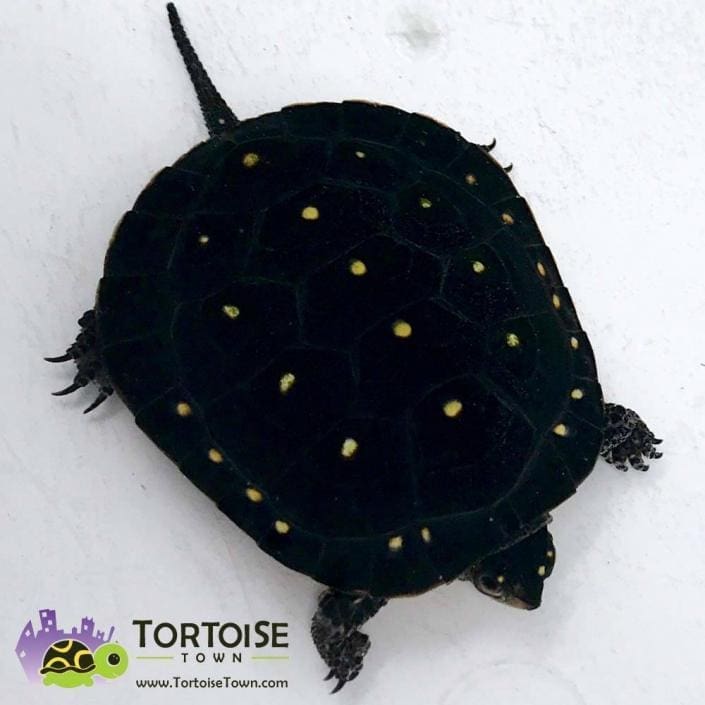 Spotted Turtle for sale | adult juvenile baby spotted turtles for sale