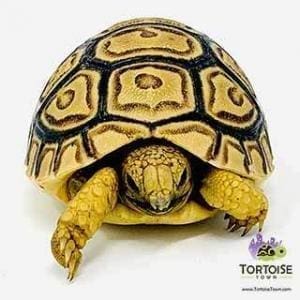 baby tortoise