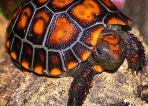 baby tortoise for sale