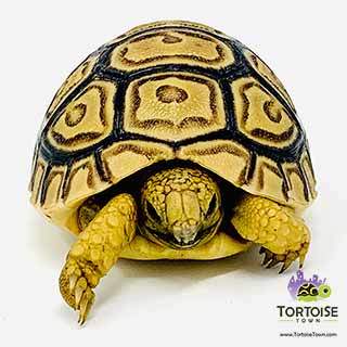 places to buy a tortoise near me