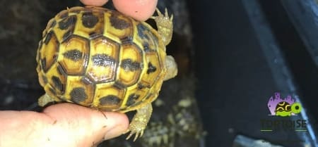 calabria hermann's tortoise