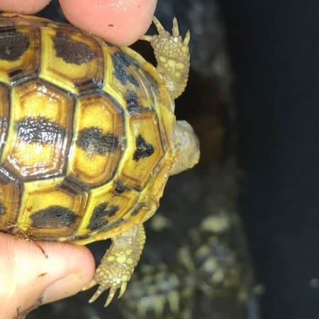 calabria hermann's tortoise