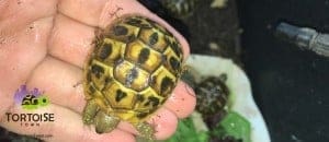 calabrian western hermann's tortoise