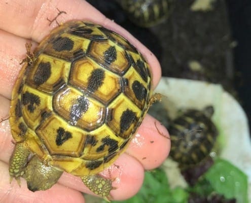 calabrian western hermann's tortoise