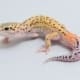 eclipse leopard gecko for sale