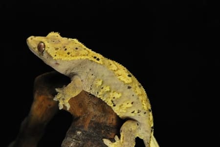 harlequin dalmation crested gecko for sale