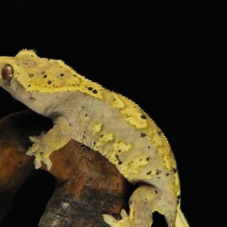 harlequin dalmation crested gecko for sale