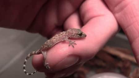 house gecko for sale