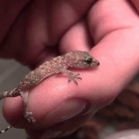 house gecko for sale