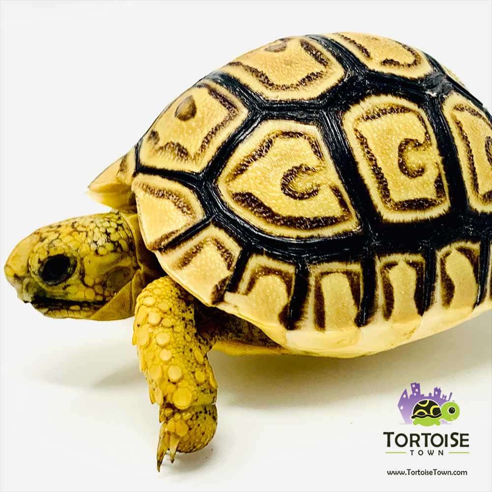 tortues léopard à vendre