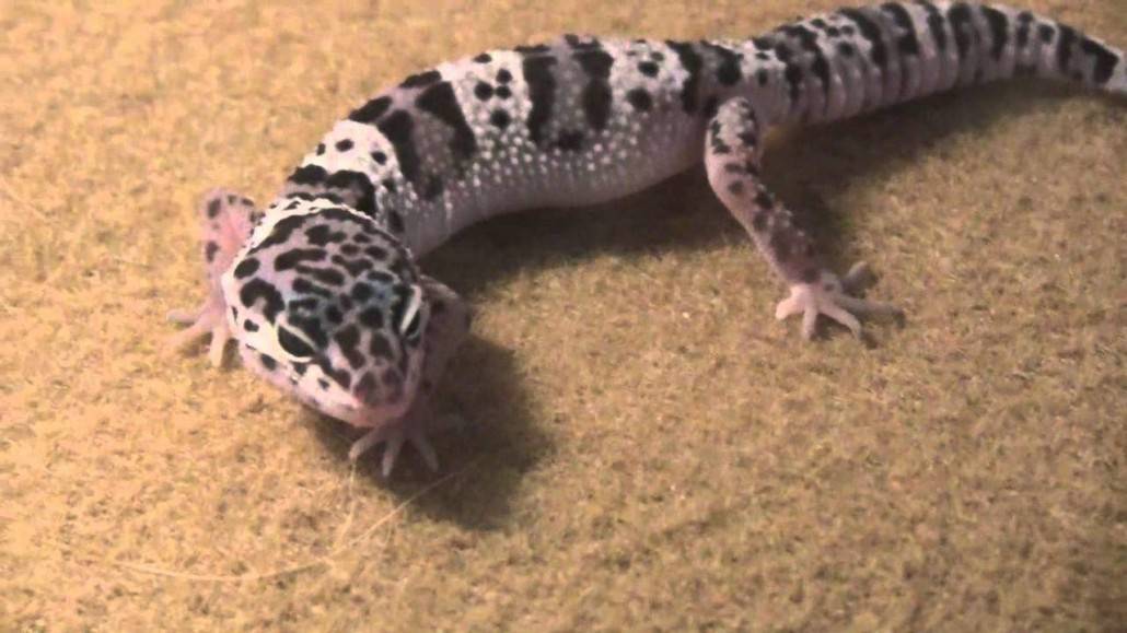 mack snow leopard gecko for sale