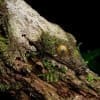 mossy leaf tailed gecko for sale