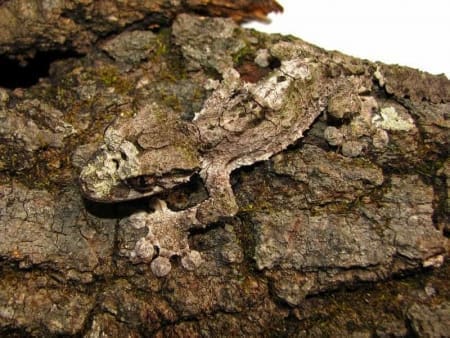 mossy leaf tailed gecko for sale