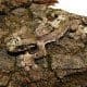 mossy leaf tailed gecko for sale