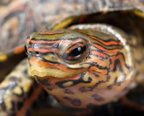 ornate wood turtle